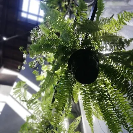 בית הארחה O Violas - Art Coffee &