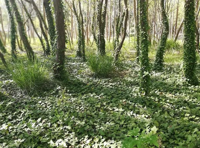 O Violas - Art Coffee &