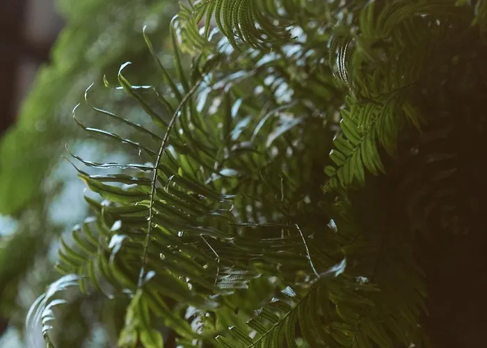 O Violas - Art Coffee &